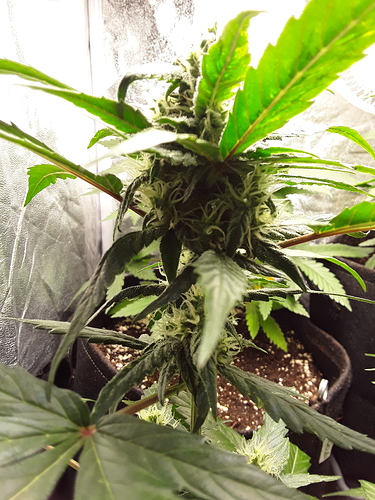 Growreport Bild 6