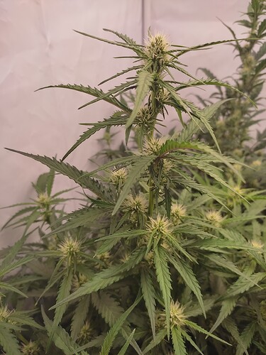 Growreport Bild 5