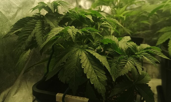 Growreport Bild 4