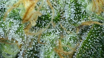 Growreport Bild 16