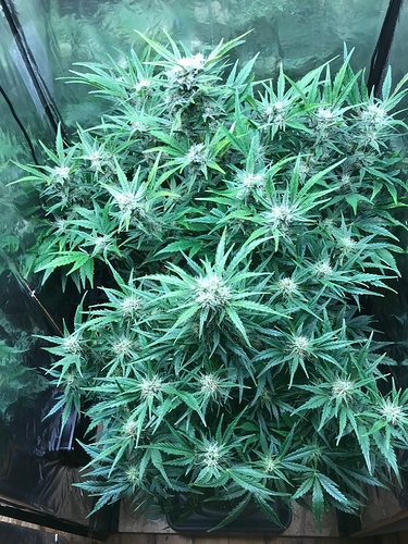 Growreport Bild 3