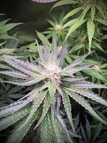 Growreport Bild 4