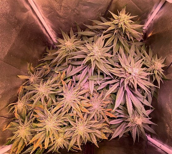 Growreport Bild 13