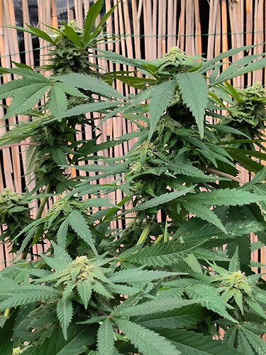 Growreport Bild 2