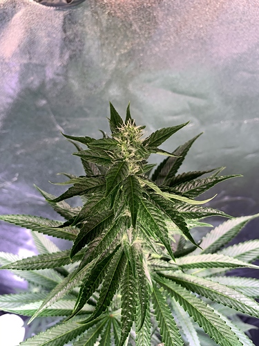 Growreport Bild 5