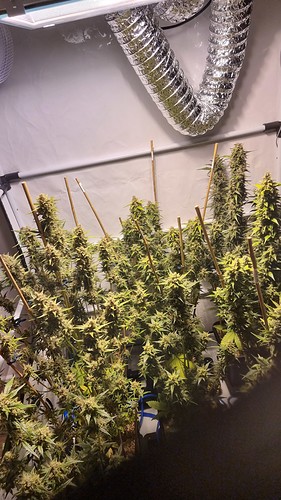 Growreport Bild 9
