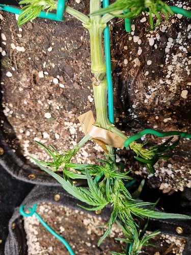 Growreport Bild 6