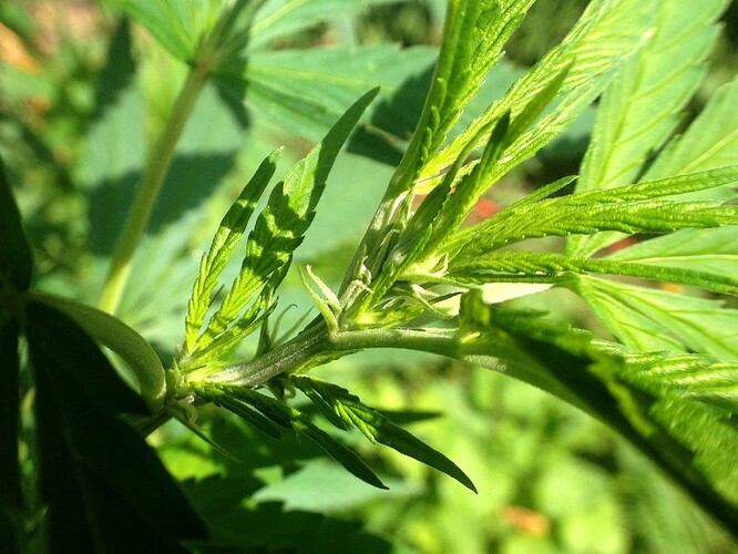 Growreport Bild 25
