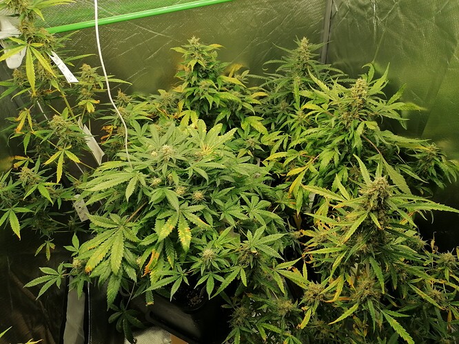 Growreport Bild 5