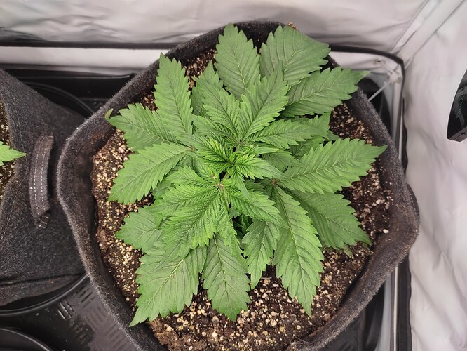 Growreport Bild 15