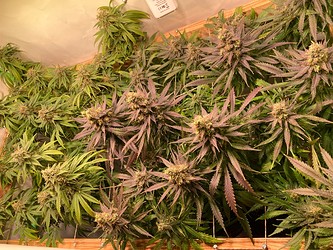 Growreport Bild 4