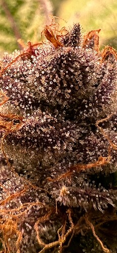Growreport Bild 19