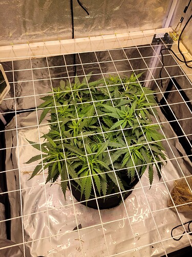 Growreport Bild 1