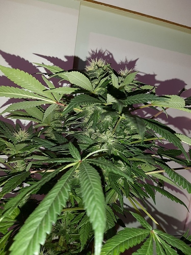 Growreport Bild 12