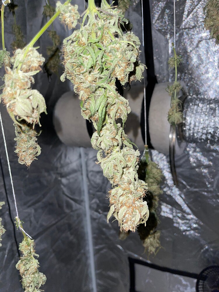 Aller erster Grow (indoor) 100x100x200 Lava Cake
