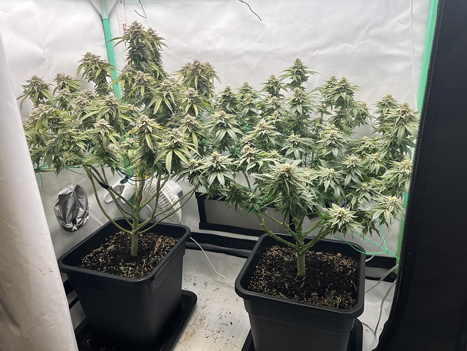 Growreport Bild 3