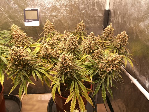 Growreport Bild 13