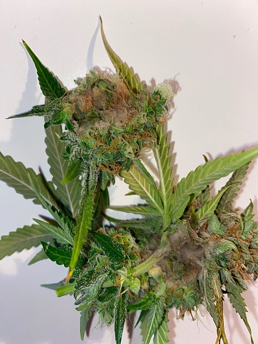 Growreport Bild 6