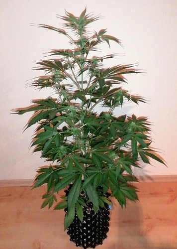 Growreport Bild 1
