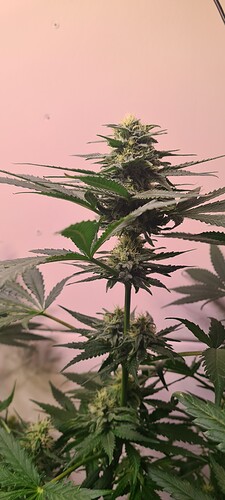 Growreport Bild 2