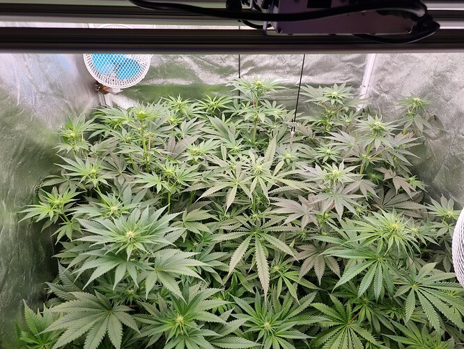 Growreport Bild 48