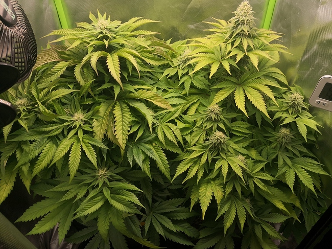Growreport Bild 1