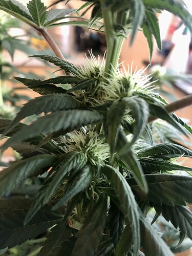 Growreport Bild 9