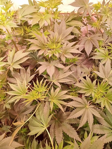 Growreport Bild 20