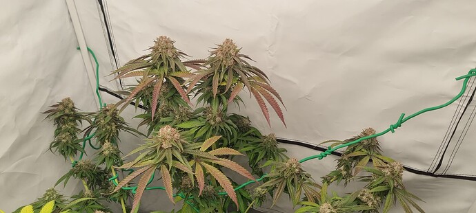 Growreport Bild 20