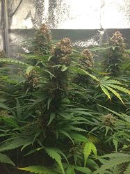 Growreport Bild 9