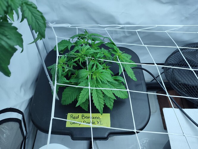 Growreport Bild 34