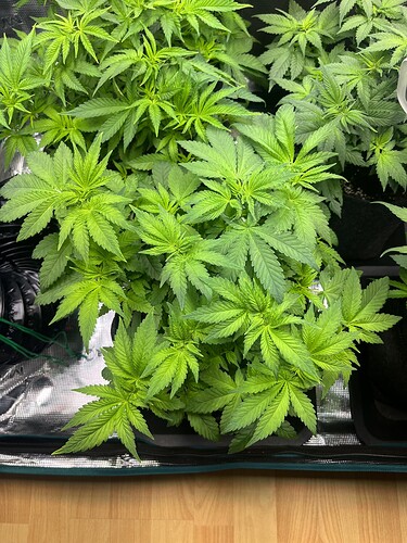 Growreport Bild 11