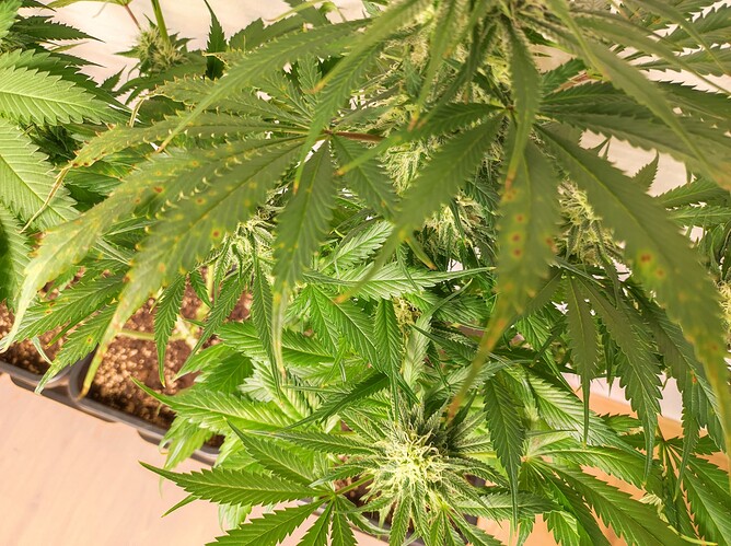 Growreport Bild 4