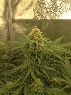 Growreport Bild 6