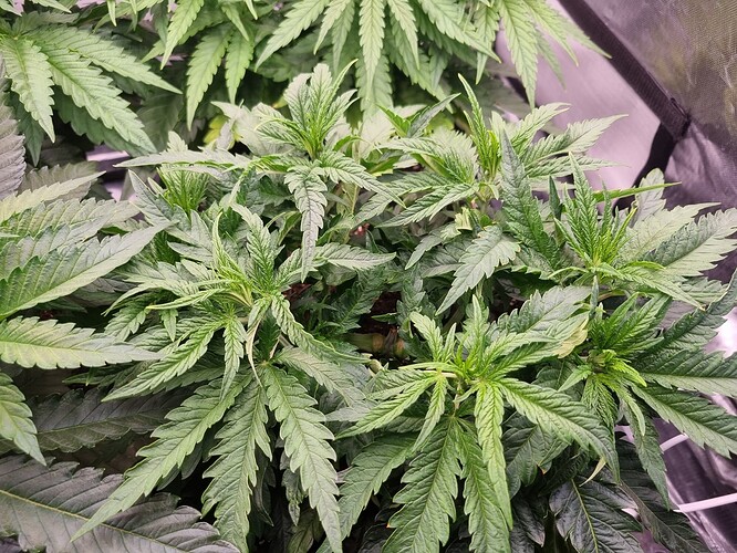 Growreport Bild 44