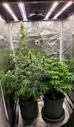 Growreport Bild 1