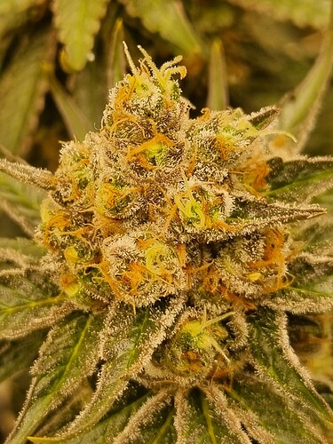 Growreport Bild 23