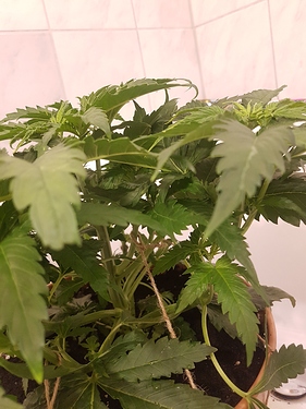 Growreport Bild 12