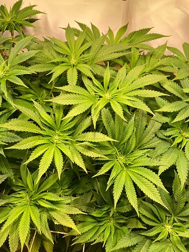 Growreport Bild 3