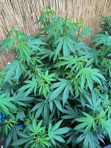 Growreport Bild 9