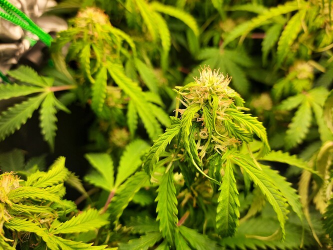 Growreport Bild 8