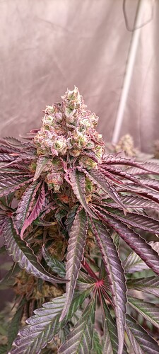 Growreport Bild 5