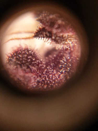 Growreport Bild 4
