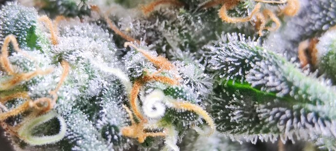 Growreport Bild 20