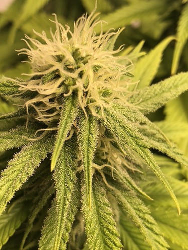 Growreport Bild 4