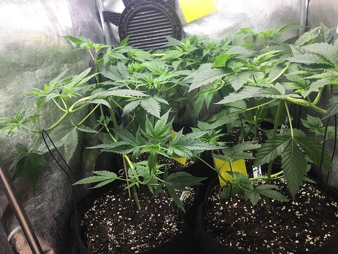 Growreport Bild 7