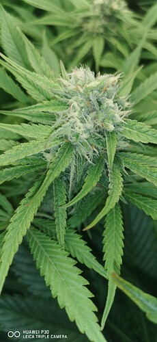 Growreport Bild 9