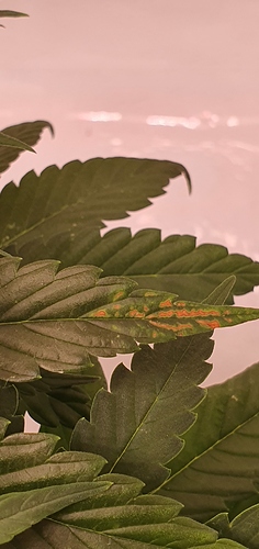 Growreport Bild 5