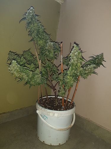 Growreport Bild 1