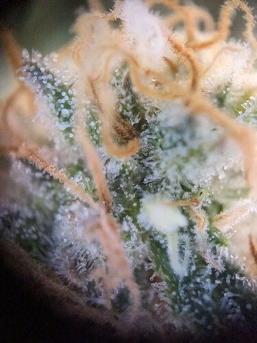 Growreport Bild 40
